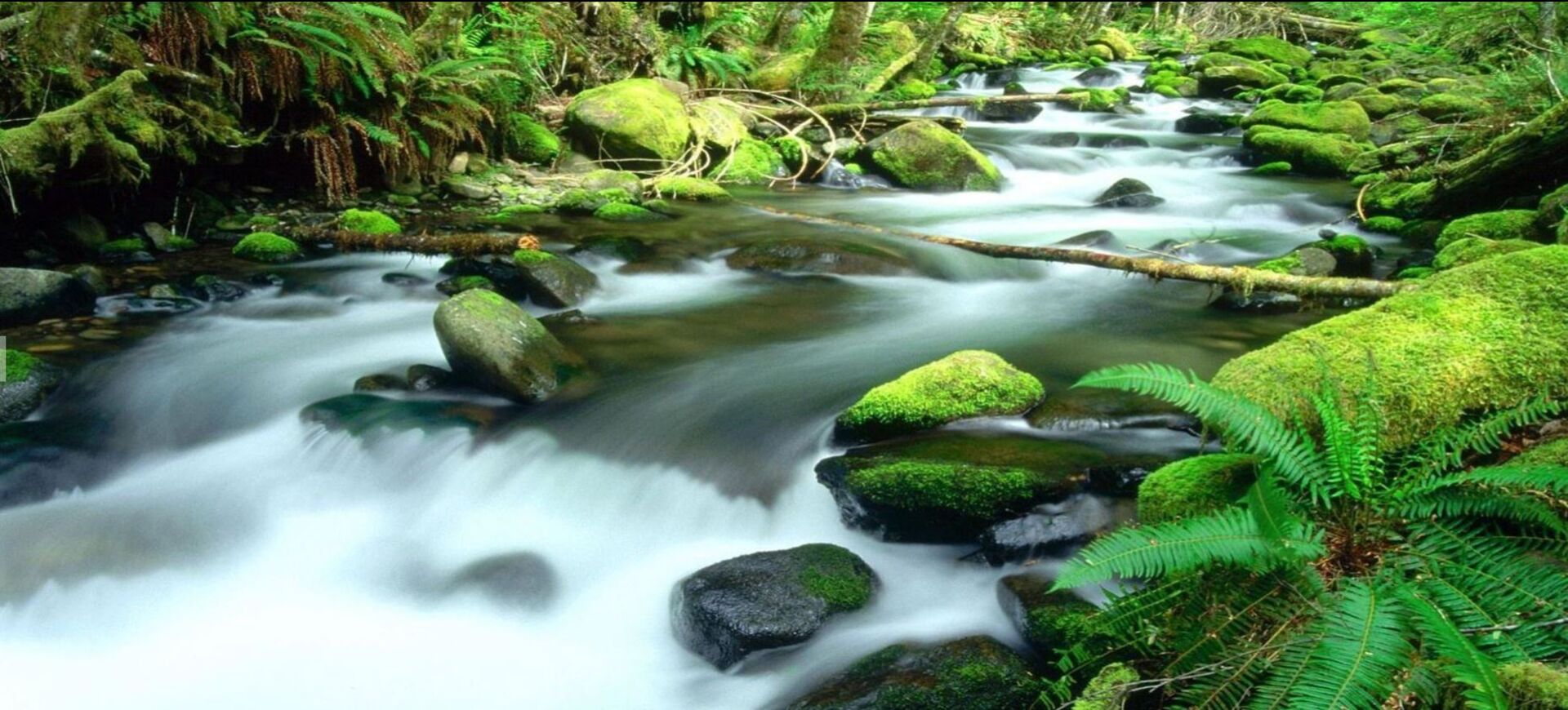 The Daintree Rainforest