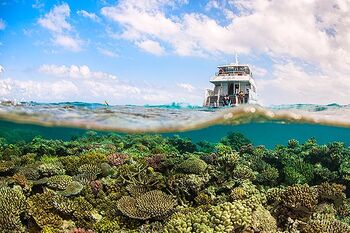 Wavelength Port Douglas Snorkel tour outer reef