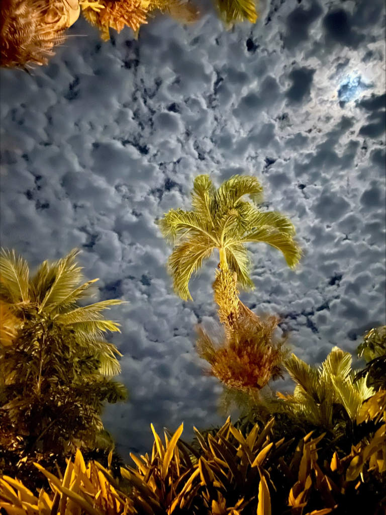 Bright foliage against a stunning sky